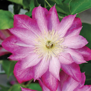 Clematis Asao - Clearview Horticultural Products