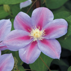 Clematis Barbara Jackman - Clearview Horticultural Products