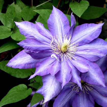 Clematis Daniel Deronda - Clearview Horticultural Products