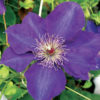 Clematis Edo Murasaki - Clearview Horticultural Products