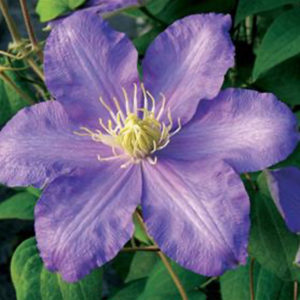 Clematis General Sikorski - Clearview Horticultural Products