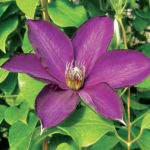 Clematis Guiding Star - Clearview Horticultural Products