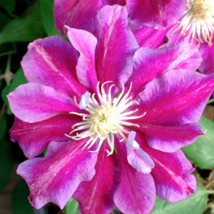 Clematis Hania - Clearview Horticultural Products