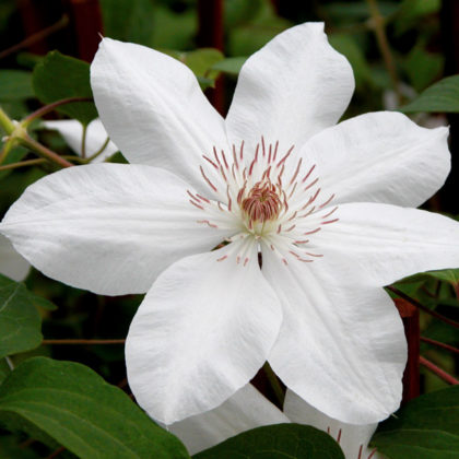 Clematis Henryi - Clearview Horticultural Products