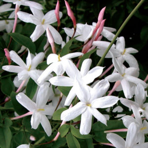 Jasmine polyanthum - Clearview Horticultural Products