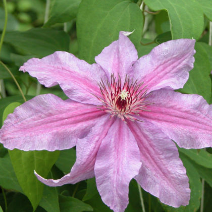 Clematis Sympatia - Clearview Horticultural Products